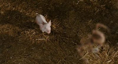 So you eat flies - Charlotte's Web