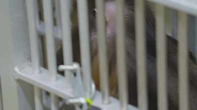 So eebi had surgery a week ago, - Secrets of the Zoo