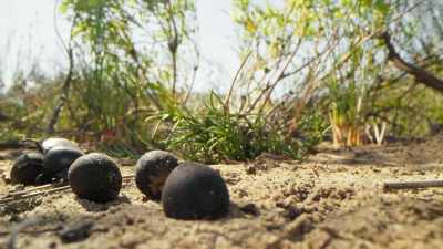 So effective is the seed's deception - The Green Planet