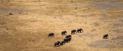 So elephants have
evolved special skills - Our Universe