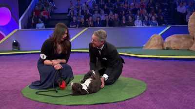 So we encourage you to consider - 2022 American Rescue Dog Show