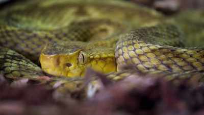 So, evolution favors
golden lanceheads - The UnBelievable with Dan Aykroyd