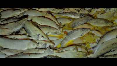 So, far from being a panacea
for the world food problem, - Seaspiracy