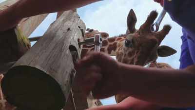 So far, he's not shown any signs - Secrets of the Zoo