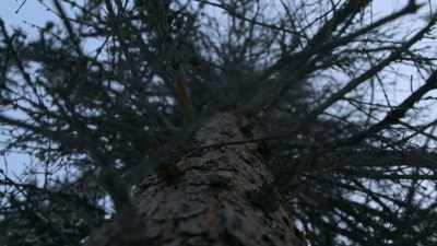 So this far north,
I don't get trees that big. - Life Below Zero: Next Generation