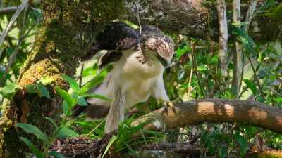 So far, she's never ventured
beyond the security of her nest. - Our Planet