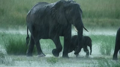 '..so far, we've shown
how animals survive - A Year on Planet Earth