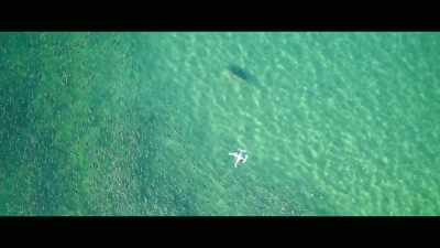 So from very early phases
through to working out, - Envoy: Shark Cull