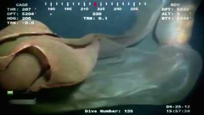 SO GIANTS IN THE DEEP OCEAN ARE RARE. - Strange Evidence