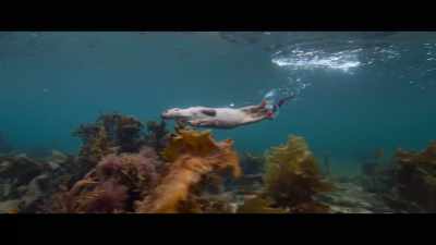 So graceful,
absolutely in her element. - Billy & Molly: An Otter Love Story