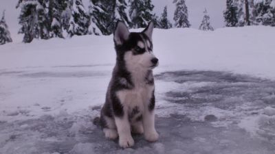 So you guys ever dogsled race - Snow Buddies