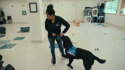 So we have basic commands, - Inside the Mind of a Dog