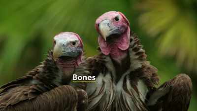 So, we have Carri and Bones,
our lappet-faced vultures. - Magic of Disney's Animal Kingdom