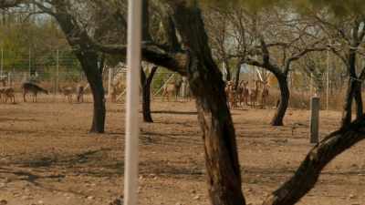- So we have, like,
three or four breeding pens, - Eva Longoria: Searching for Mexico