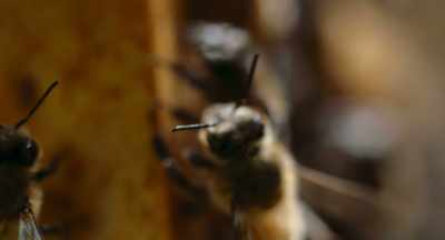 -So, you have this sort of
feedback loop where, you know, - The Pollinators