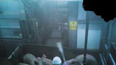 So hearing those sounds,
smelling what they're smelling, - Pignorant