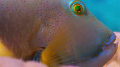 So here is a fish that uses tools. - Blue Planet II