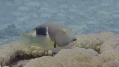 So here's a fish that uses a tool. - Oceans: Our Blue Planet