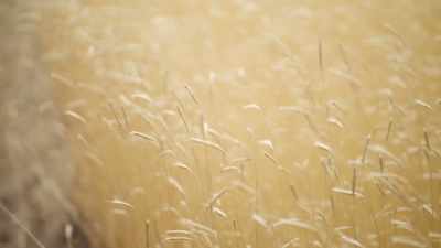 So, heritage grains,
how can folks
at home find them? - What Am I Eating? With Zooey Deschanel