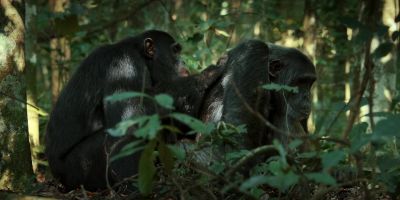 So he's decided to reconcile with Jackson. - Chimp Empire