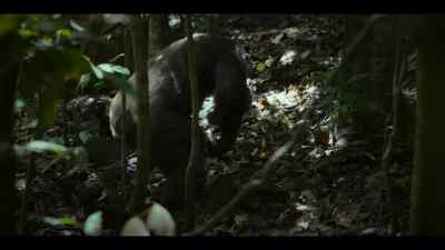 So he's retreating into the forest, - Chimp Empire