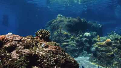 ♪ So, honey, don't look down ♪ - The Curious Case of Dolphin Bay
