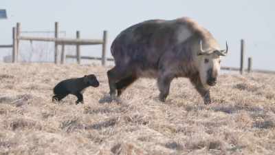 So, hopefully she's not
overly aggressive, - Secrets of the Zoo