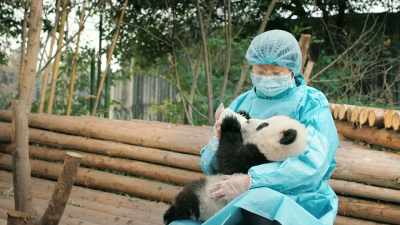 So hou rong
will look elsewhere for help. - Pandas