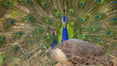 So, how did such glories evolve? - Attenborough's Life in Colour