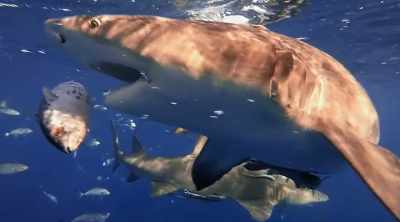 So how does it manage
such incredible grip? - Shark Attack Files