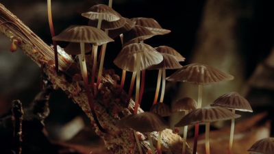 So I am super hopeful - Fantastic Fungi