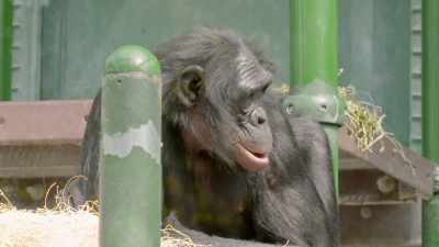 So, I don't know what
the prognosis is for unga - Secrets of the Zoo