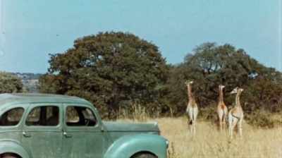 So I got out at the side and
thought they weren't looking, - The Woman Who Loves Giraffes