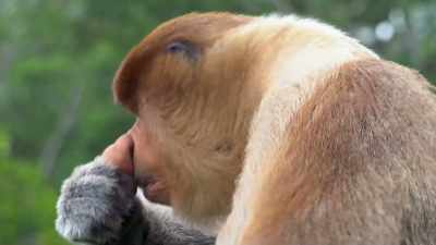 So I have no idea why they call me
the proboscis monkey. - Absurd Planet