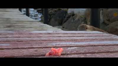 So I just assumed it was her
mum and she was just too young - Billy & Molly: An Otter Love Story