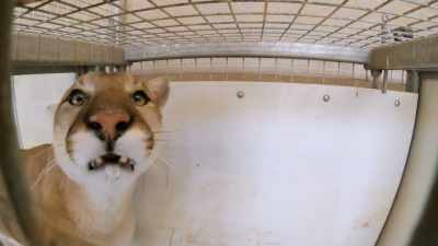 So I just go on back
and just call him in, - Secrets of the Zoo