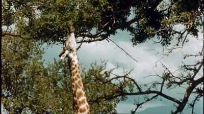 So I just thought, whenever they
were eating at a certain tree, - The Woman Who Loves Giraffes