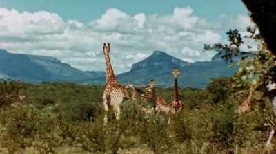 So I made a
really interesting paper - The Woman Who Loves Giraffes