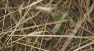So, I pulled back the rye here - The Pollinators