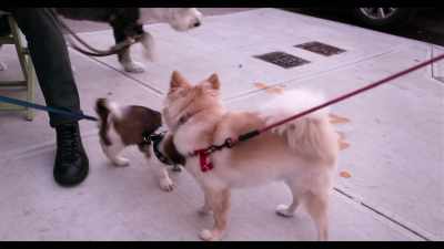 So I started fostering with Anna
from Hearts and Bones. - Dogs