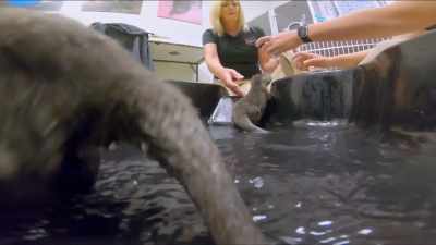 So I think it's only
a matter of time - Secrets of the Zoo