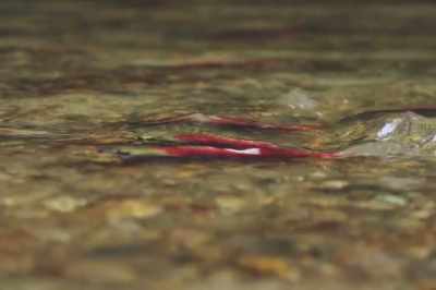 So if we allow fish
to get back to being fish - Artifishal