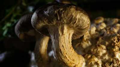 So if we can work with them, - Fantastic Fungi