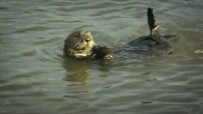 So if, for example,
you see an otter start to swim away, - United States of Animals