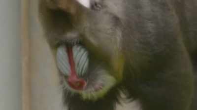 So I'm finally able
to see this discharge - Secrets of the Zoo