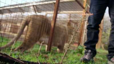 'So I'm going on a strange
and surprising British safari - Britain's Tiger Kings - On the Trail with Ross Kemp