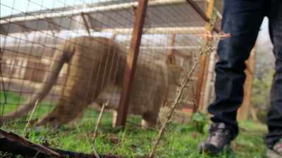 'So, I'm going on a strange - Britain's Tiger Kings - On the Trail with Ross Kemp