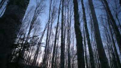 So, I'm gonna have to run
a strap and tension it off - Life Below Zero: Next Generation