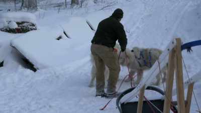 So, I'm gonna hook up
three dogs at a time, - Life Below Zero: Next Generation