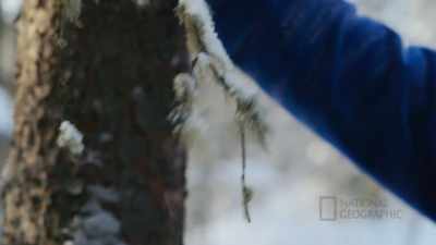 So I'm gonna take this branch
home and be able to make a tea - Life Below Zero: First Alaskans